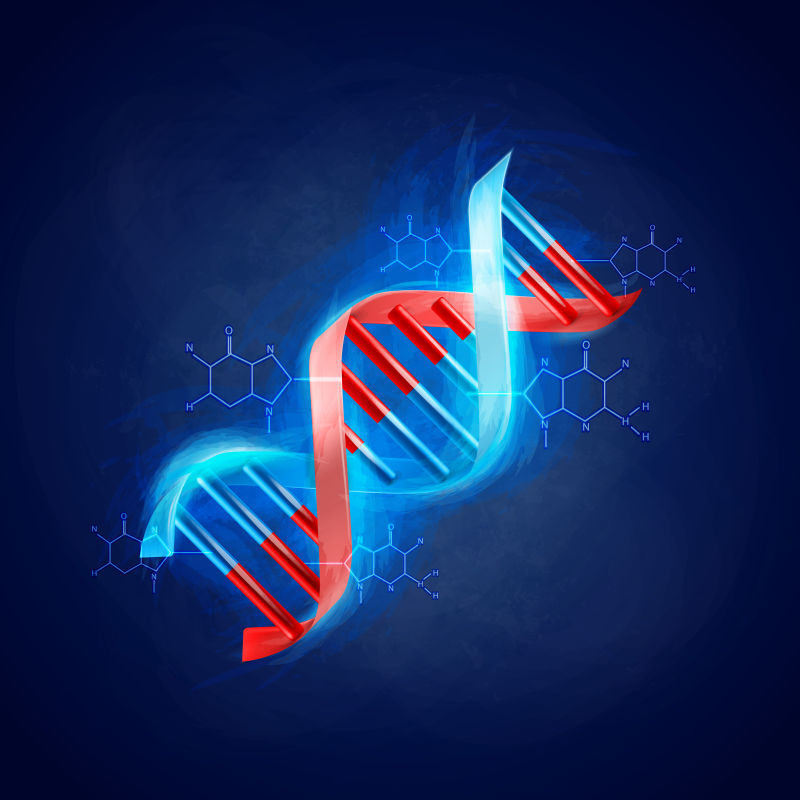 DNA分子插图矢量设计
