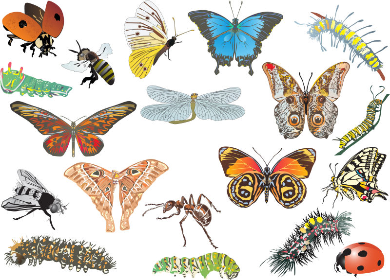 矢量不同品种的彩色昆虫