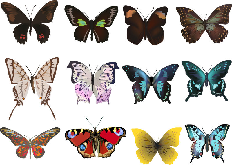 矢量不同品种蝴蝶