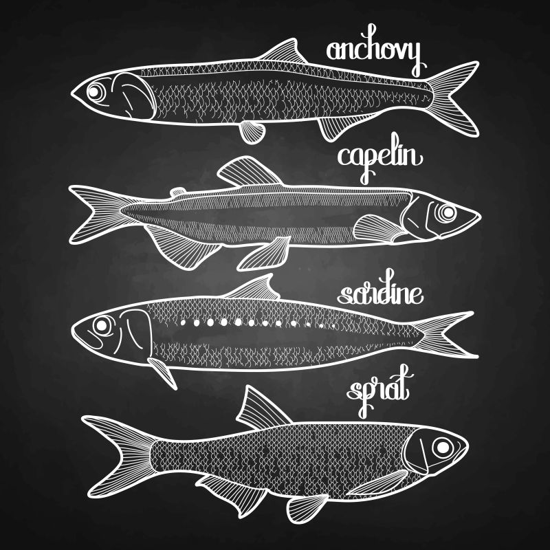 创意矢量手绘海鲜鱼类设计