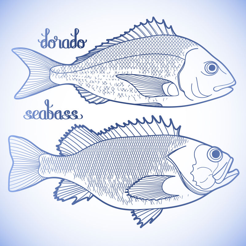 创意矢量手绘不同海鲜鱼类插图