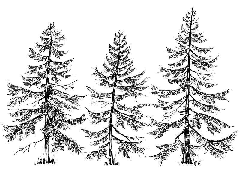 创意矢量手绘松树设计