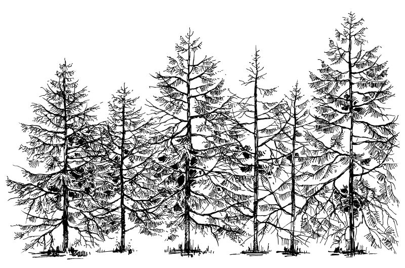 创意矢量手绘自然树木设计