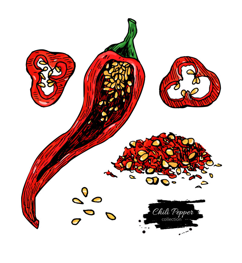 红辣椒手绘矢量插图