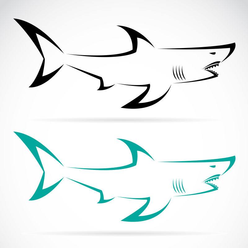 矢量的手绘大白鲨插图