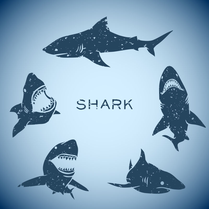 矢量的鲨鱼群插图