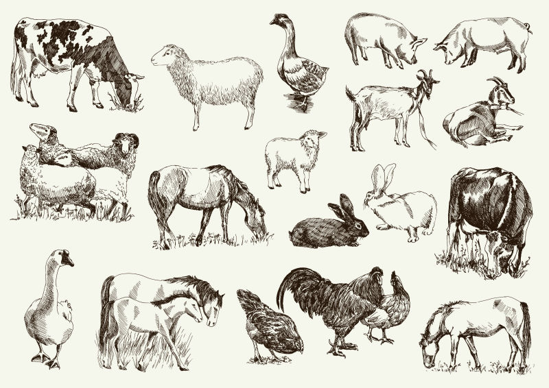 矢量的手绘农场动物