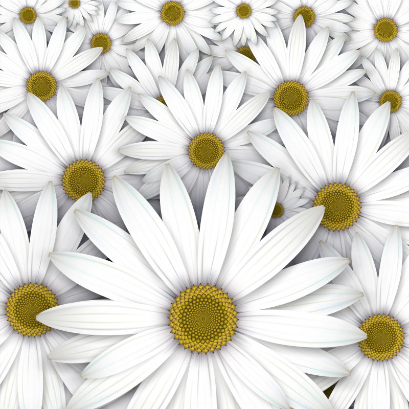 创意矢量白色雏菊设计背景