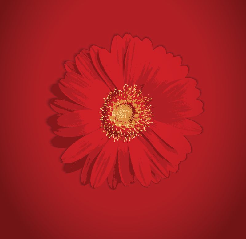 矢量红色绽放的菊花插图