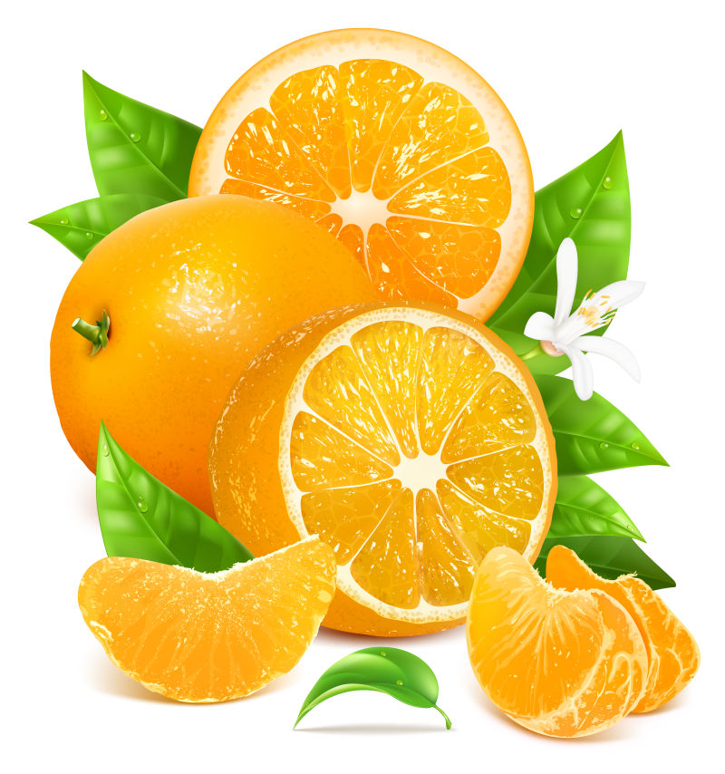创意矢量新鲜成熟的柑橘插图