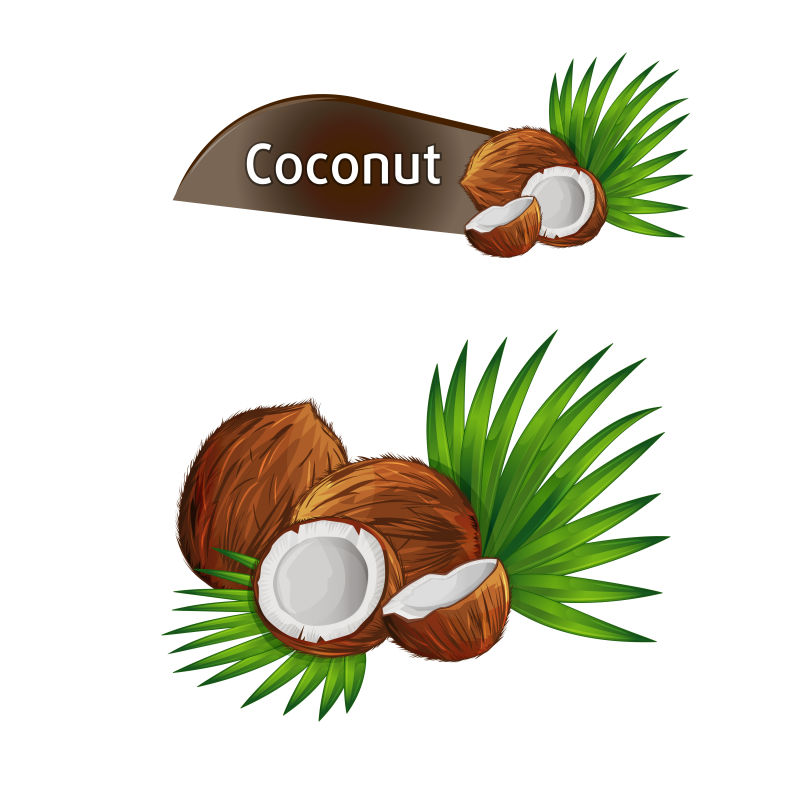 矢量的椰子插图