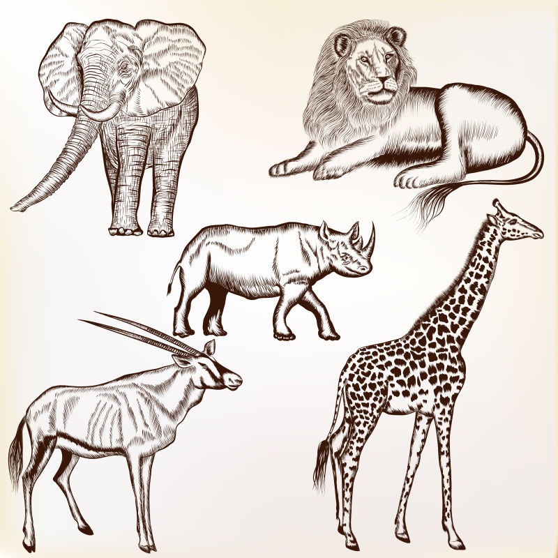 矢量手工绘制的动物设计