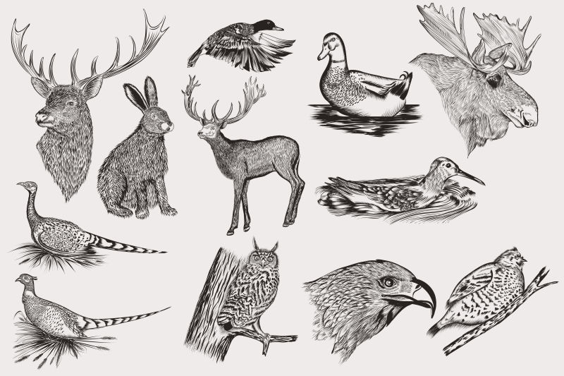 矢量各式绘画详细的动物