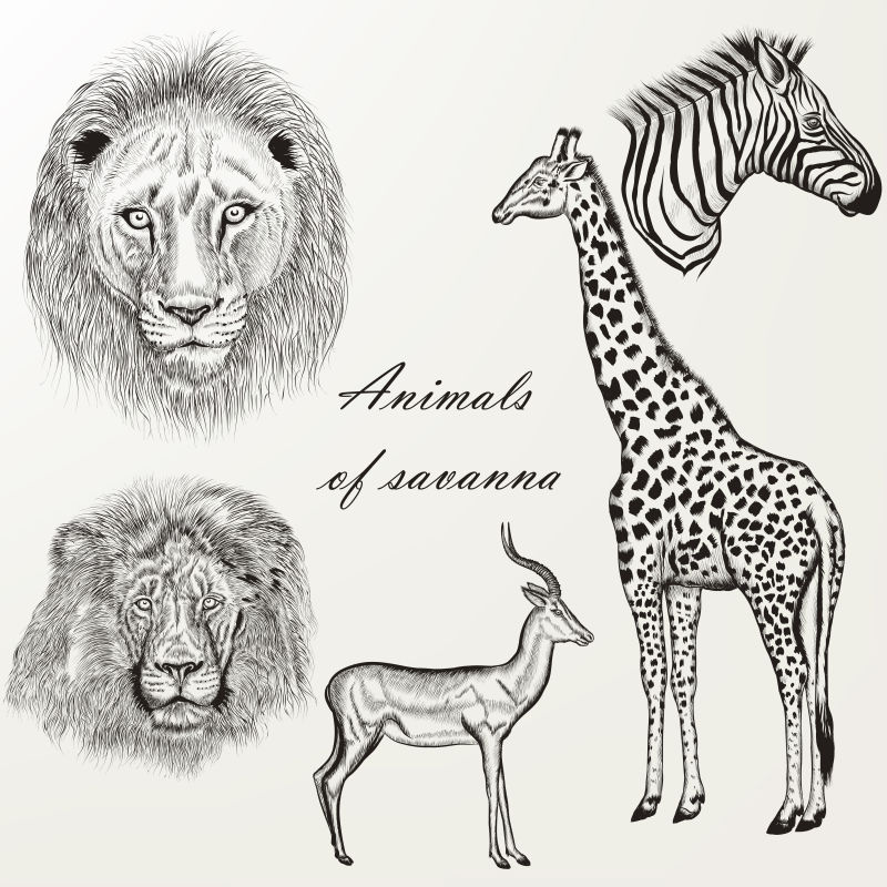 矢量手绘的非洲动物