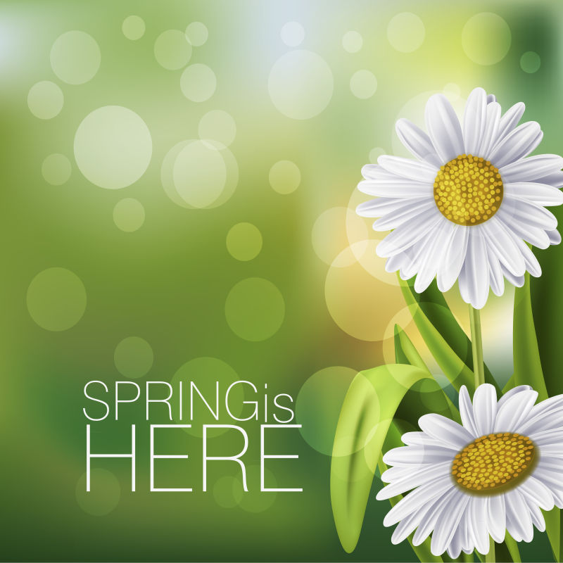 创意矢量现代白色菊花元素的春季背景设计