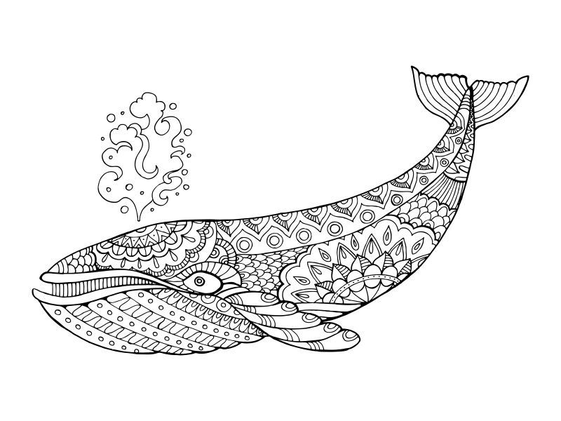 创意矢量现代鲸鱼的线条填色插图