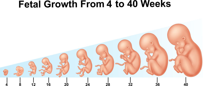 抽象矢量现代胎儿生长阶段插图设计