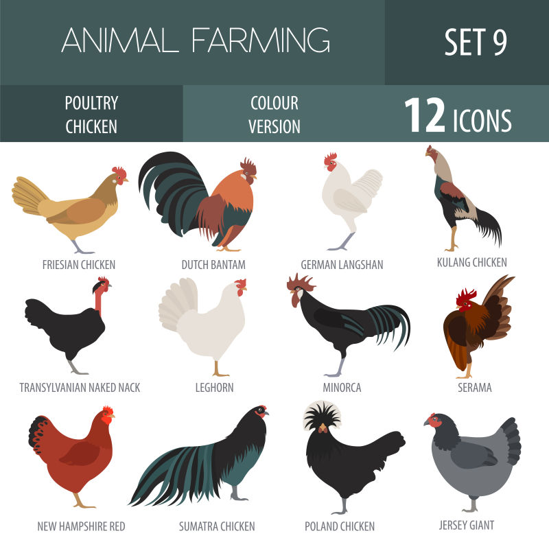 矢量养殖的不同品种的家禽