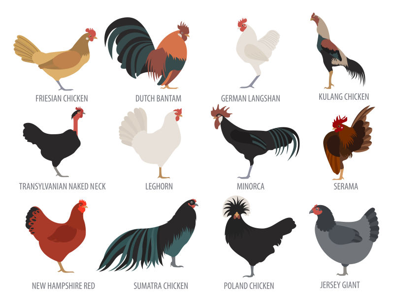 矢量不同品种的家禽鸡