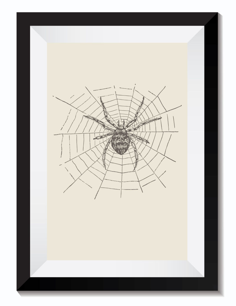 矢量的手绘蜘蛛插图