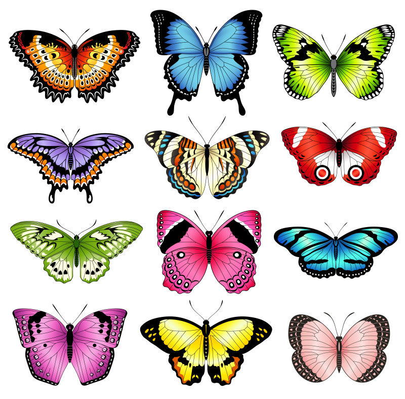 创意矢量彩色蝴蝶设计插图