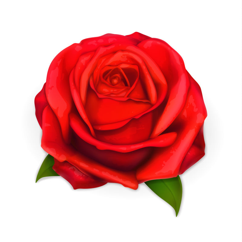 创意矢量红色玫瑰设计插图