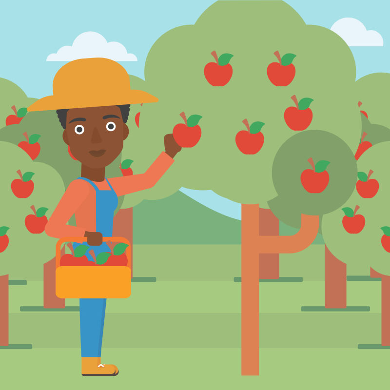 抽象矢量采苹果的农民插图