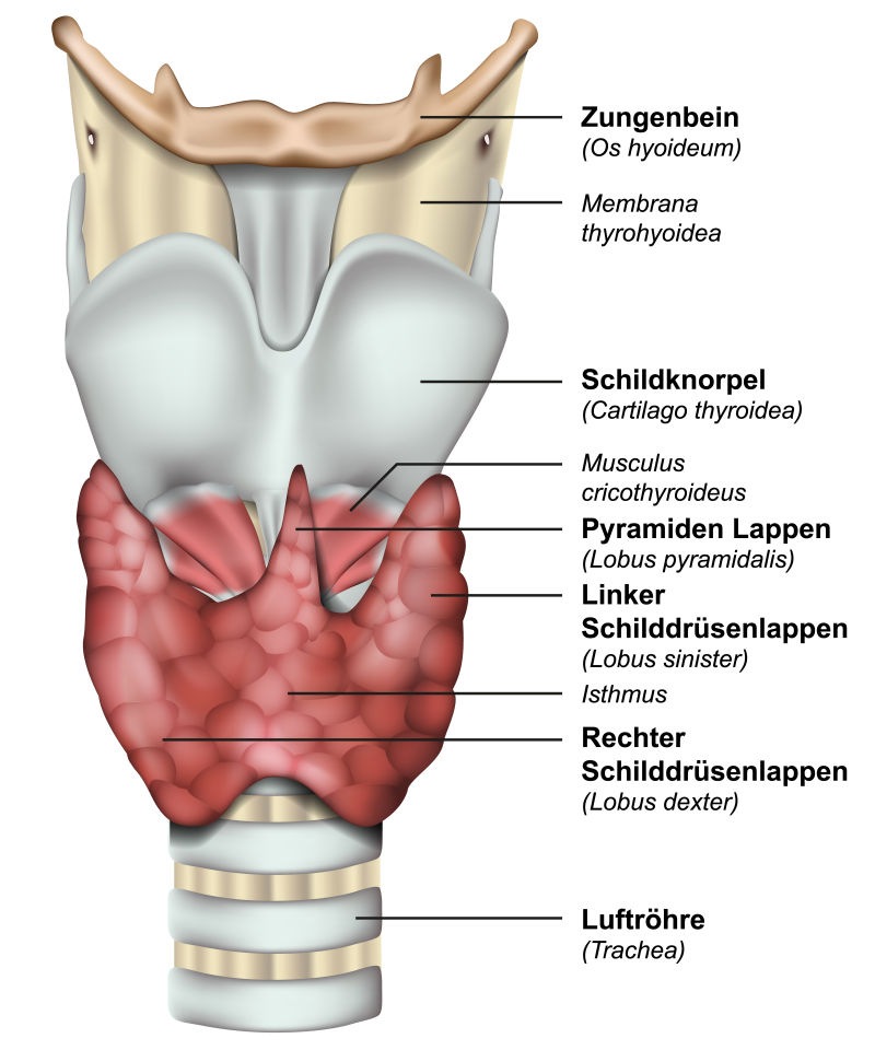 抽象矢量人体喉骨的解剖插图