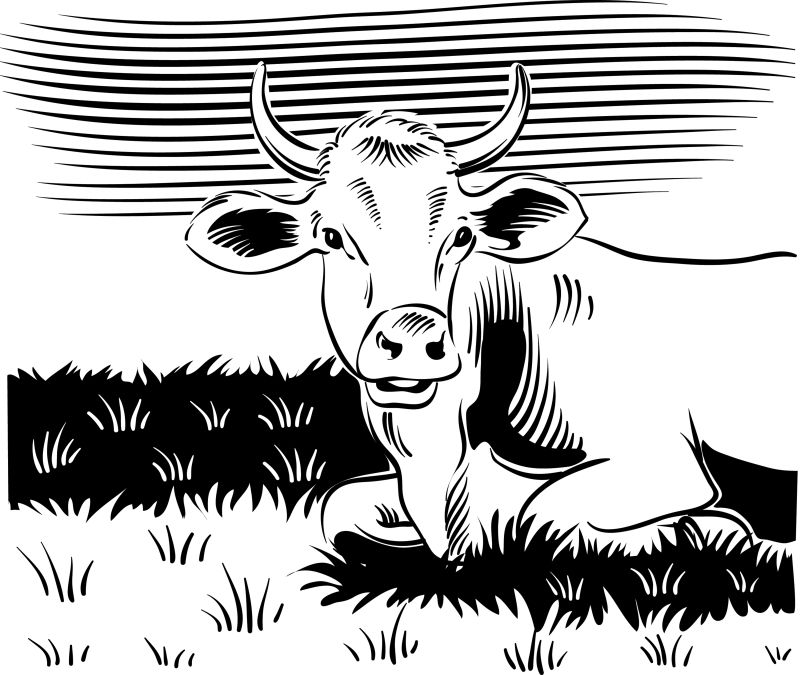 创意矢量卡通放牧的牛插图