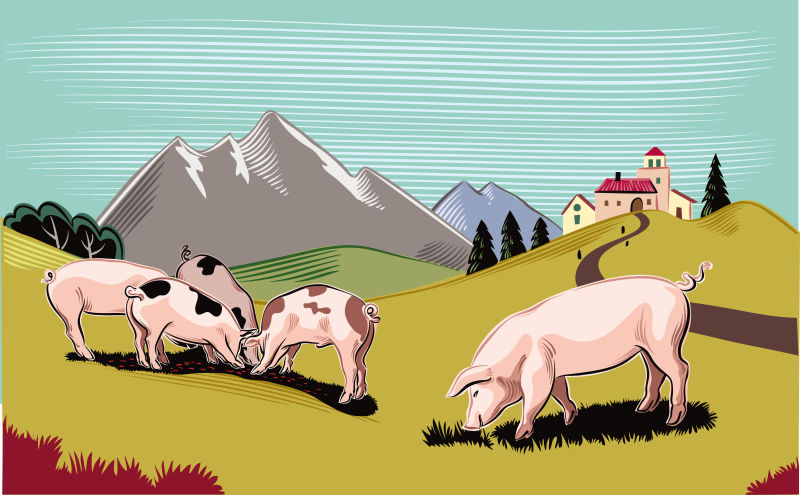 抽象矢量现代草地上的猪插图