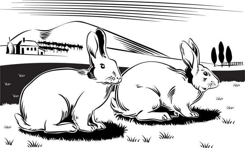 创意矢量吃草的兔子卡通插图