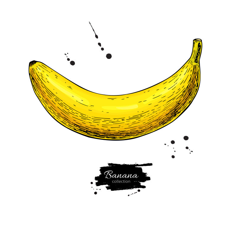 抽象矢量古典手绘香蕉插图