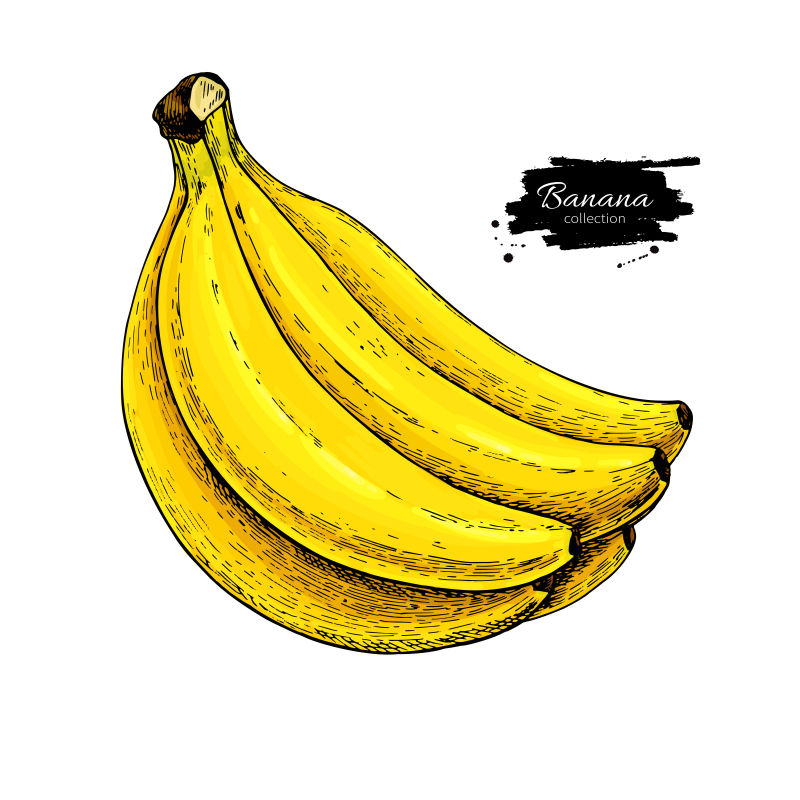 抽象矢量香蕉古典手绘插图