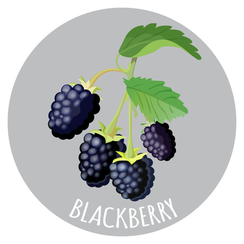 创意矢量新鲜黑莓插图
