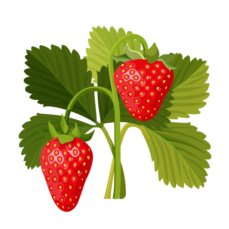 创意矢量草莓插图