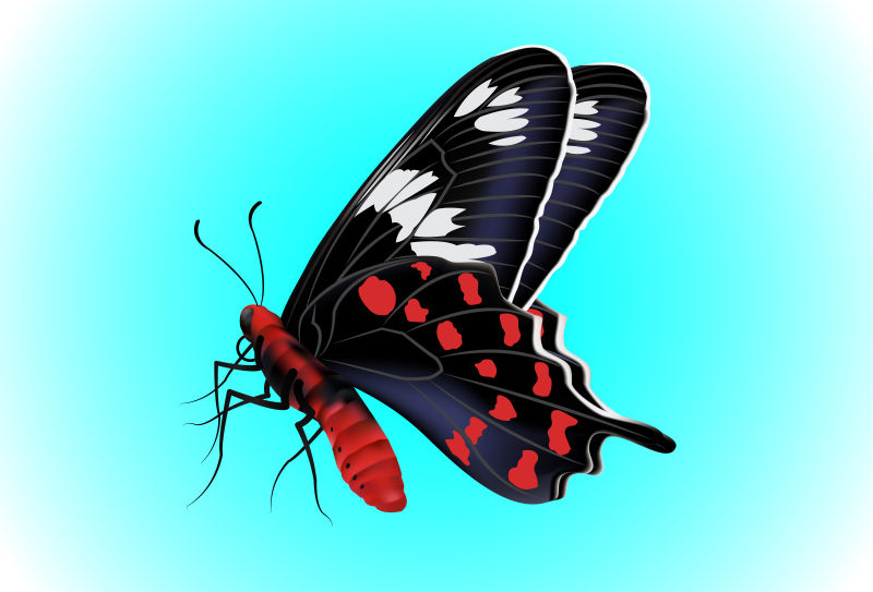 创意矢量现代美丽的蝴蝶设计插图