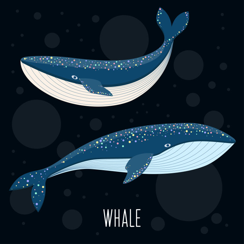 抽象矢量美丽的鲸鱼设计插图