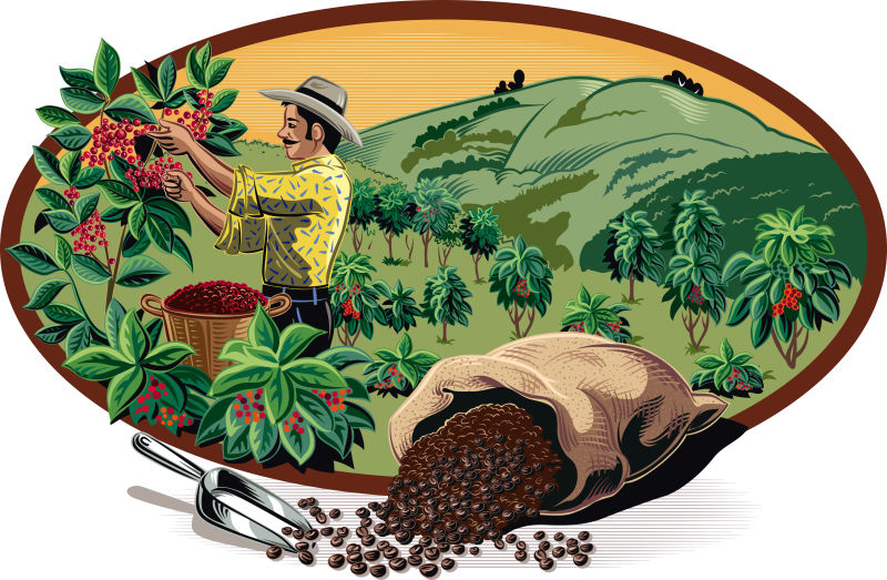 矢量种植咖啡的人漫画插图