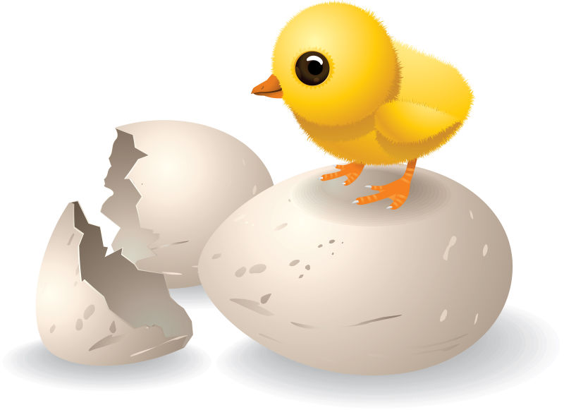 矢量站在鸡蛋上的小鸡