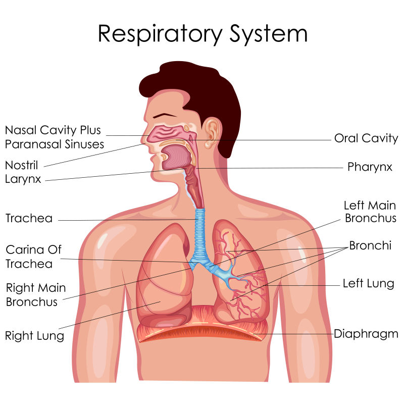 矢量人体呼吸系统医学教育图