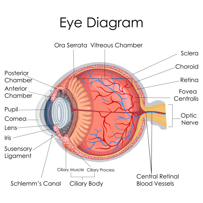 矢量人体眼睛医学教育图