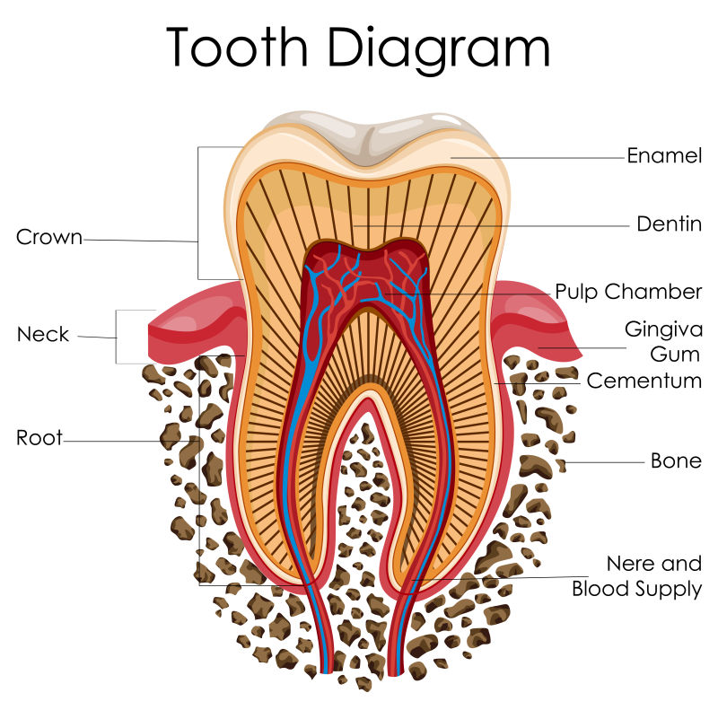 矢量牙齿解剖图