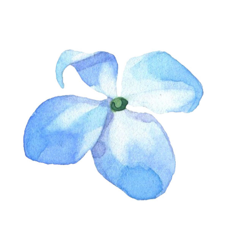 矢量蓝色的水彩花朵设计
