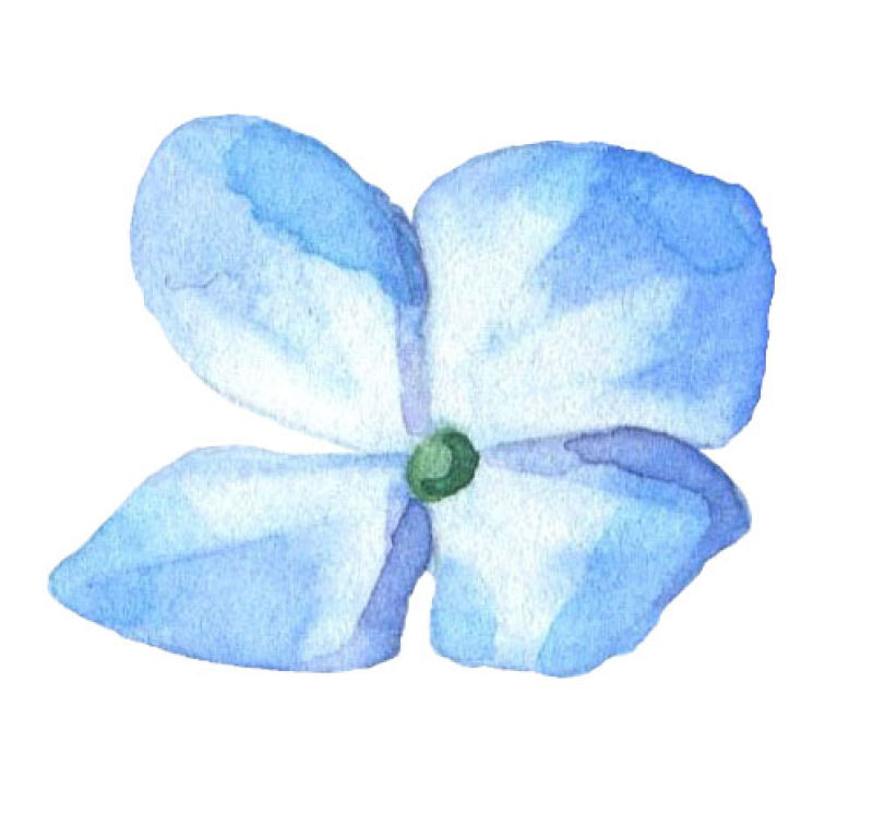 矢量蓝色的花朵水彩设计