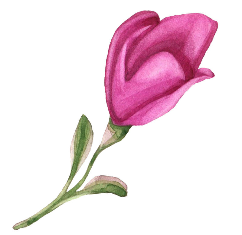 矢量水彩玫粉色花朵设计
