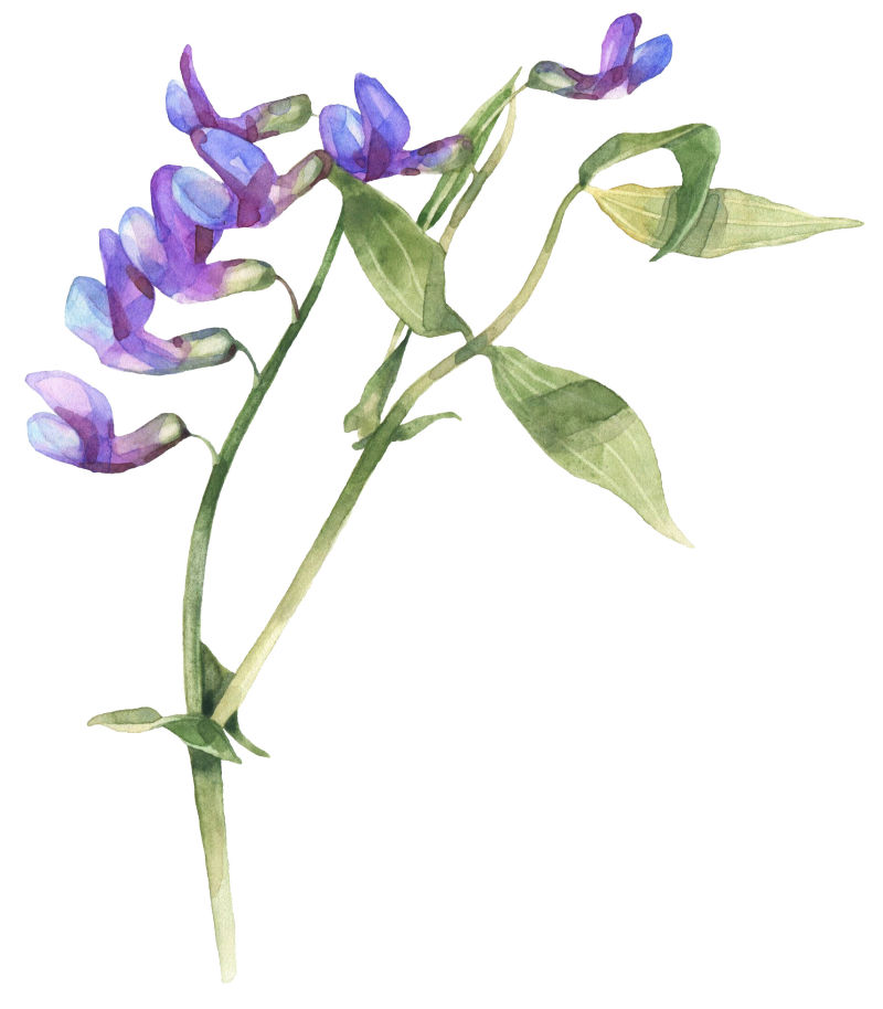 矢量枝条紫色花朵