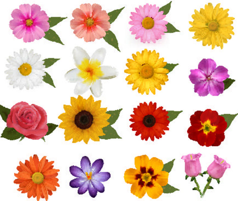 矢量美丽的各种花卉元素设计