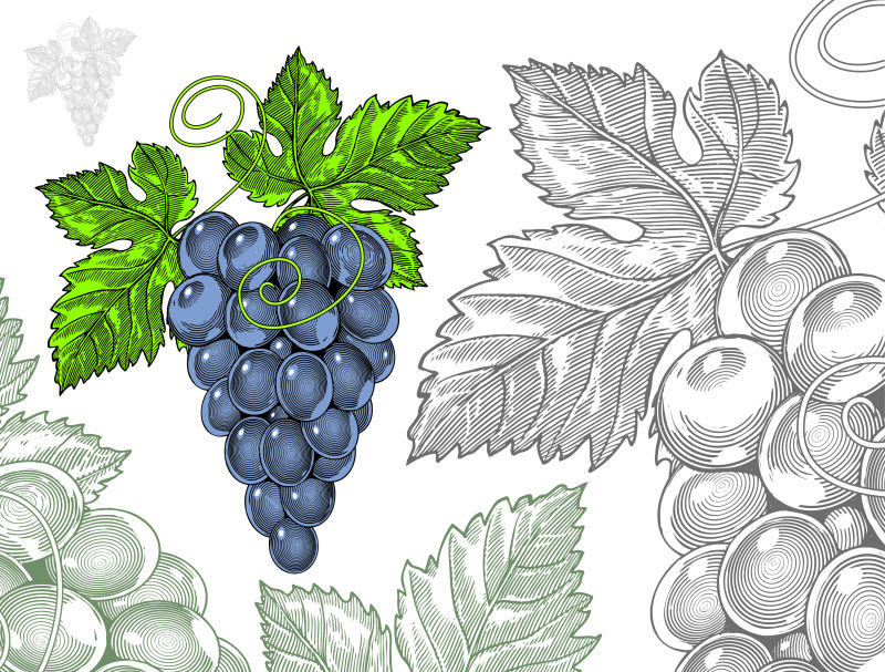 创意矢量手绘风格的葡萄设计插图