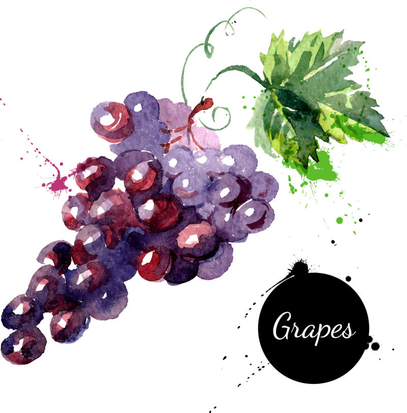 创意矢量水彩风格的葡萄设计插图
