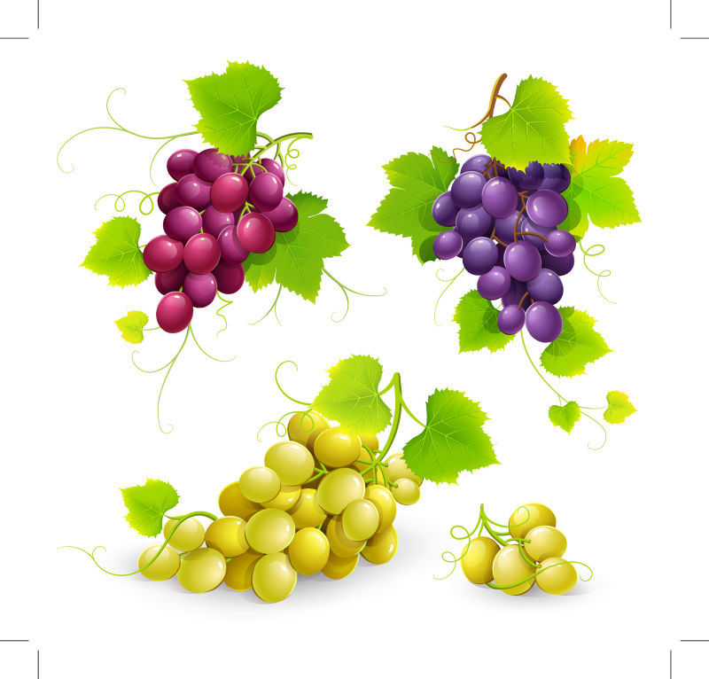 创意矢量彩色新鲜葡萄设计